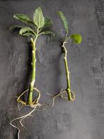 Brugmansia Sb Axel - Bewortelde Stekken, Tuin en Terras, Ophalen of Verzenden, Overige soorten, Volle zon