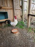 Mooi Zilverpel haantje, Dieren en Toebehoren, Pluimvee, Mannelijk, Kip