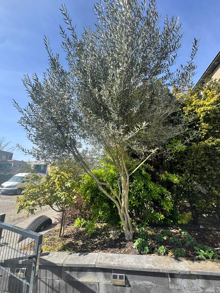 Mooie, gezonde olijfboom, Volle zon, Vaste plant, Bloeit niet, Ophalen