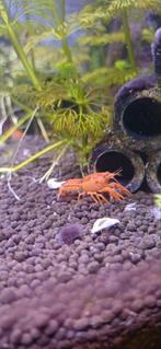 Cpo kreeftjes, Dieren en Toebehoren, Vis