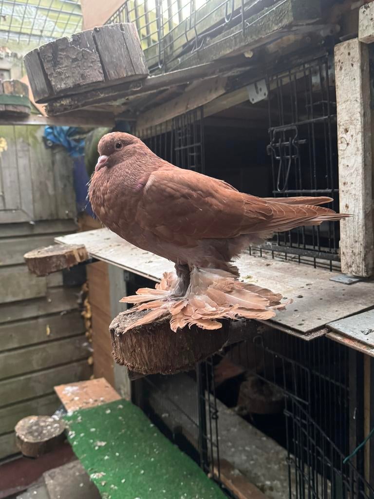Hollands kroppers, Bulgaarse duiven, Dieren en Toebehoren, Vogels | Duiven, Meerdere dieren, Overige soorten