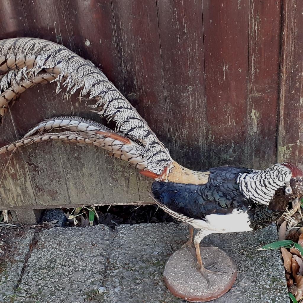 Opgezette Lady Amhurst fazant, Verzamelen, Ophalen