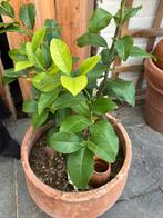 Volkamer citroen, Ophalen of Verzenden, Overige soorten, Volle zon