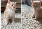 Bijzonder mooie maine coon kittens - laatste katertje, Meerdere dieren, Ontwormd