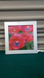 2 d schilderij  klaproos, Ophalen of Verzenden, 'T Olde Gre-j, Info@toldegrej.nl, Endepoelstraat 20f Didam