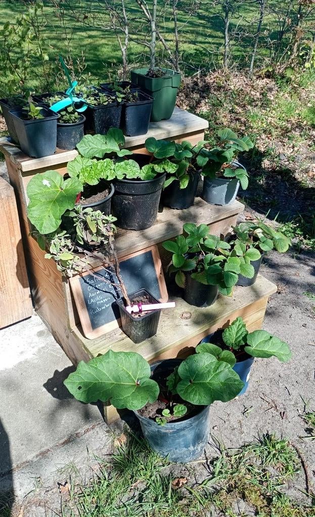 Diverse moes- en kruiden planten te koop, Ophalen, Vaste plant, Groenteplanten, Halfschaduw