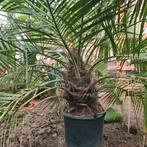 Jubaea Chilensis, Ophalen, Overige soorten, Volle zon