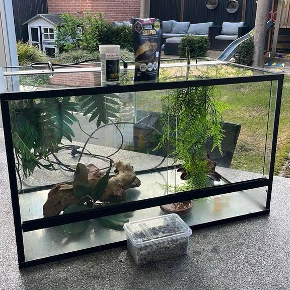 Terrarium incl koppel dalmatian wimper gekko’s & ei, Dieren en Toebehoren, Reptielen en Amfibieën | Toebehoren, Ophalen, Zo goed als nieuw