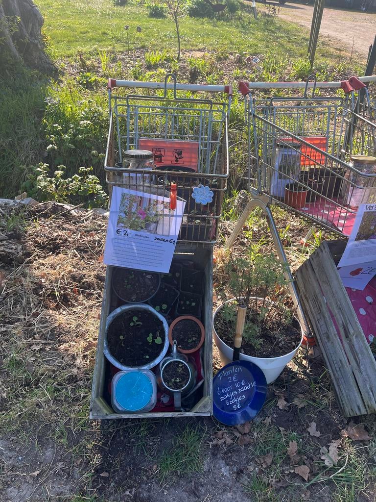Biologische Verbena, Stokrozen, Lathyrus & Colakruid, Volle zon, Vaste plant, Ophalen of Verzenden, Kruiden
