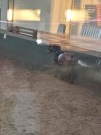 Verzorg pony gezocht, Ophalen of Verzenden