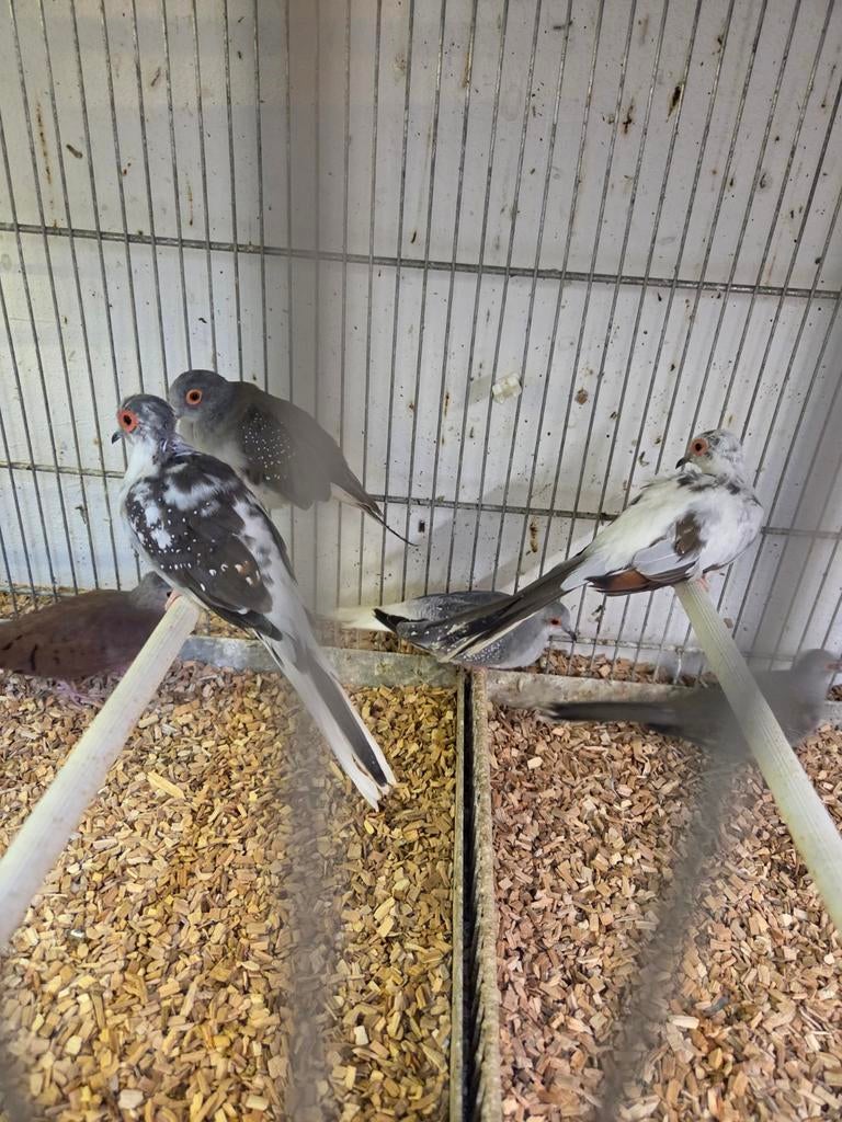 Tropische duiven doffers, Dieren en Toebehoren, Vogels | Duiven