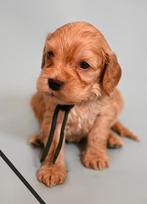Huiskamernest cockapoo puppy’s zwart/merle/golden/blond, Dieren en Toebehoren, Overige rassen, 8 tot 15 weken, Parvo, Meerdere