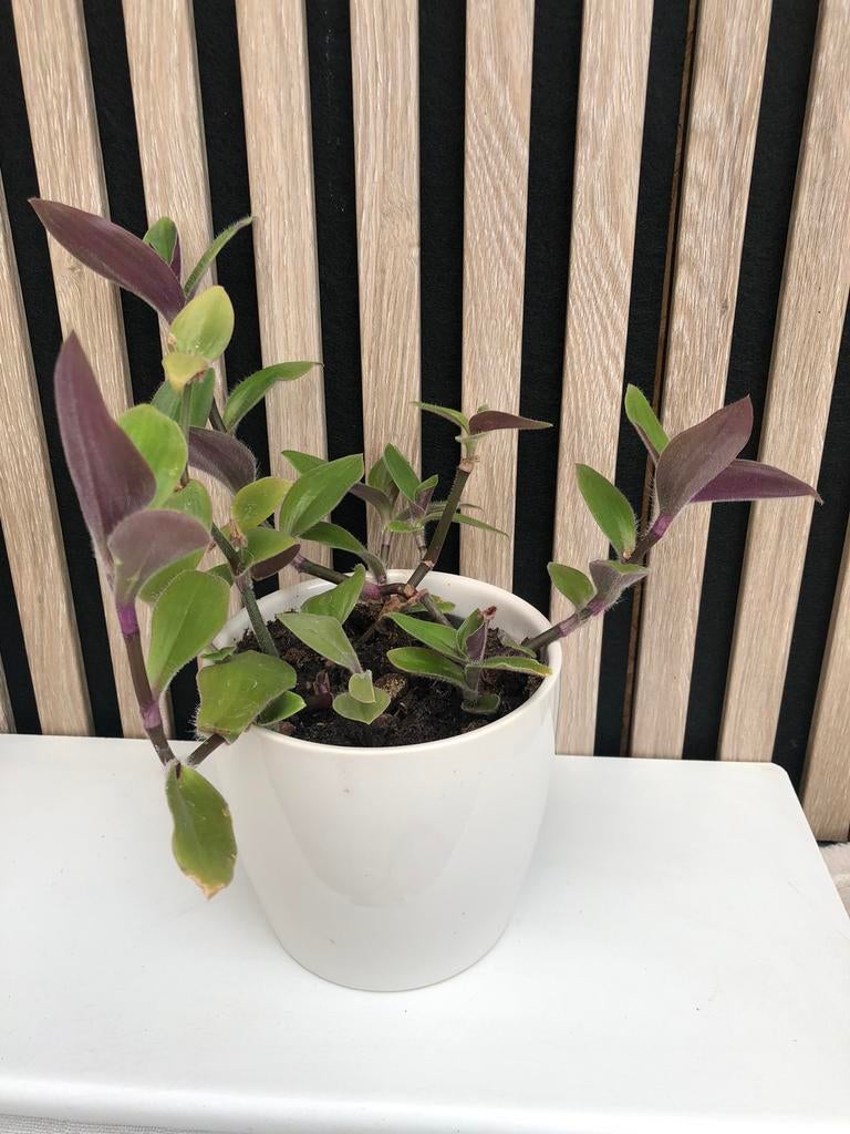 Vetplant, Tuin en Terras, Ophalen of Verzenden, Overige soorten, Volle zon