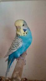 Jonge aan handen gewende en zelfstandige Grasparkieten, Meerdere dieren, Papegaai, Tam