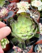 Aeonium opera mask, Ophalen of Verzenden, Halfschaduw, Minder dan 100 cm