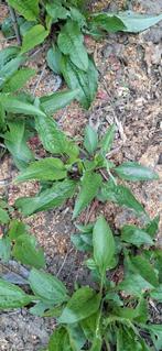 Echinacea plantjes, Ophalen, Eenjarig, Groenteplanten, Volle zon