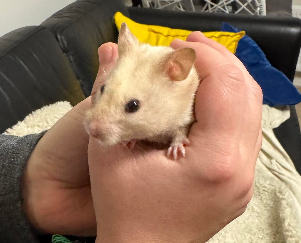 syrische goud hamster te koop, Hamster, April, Vrouwelijk, Tam
