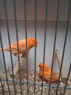 Mooi koppel.rooie kanaries, Dieren en Toebehoren, Vogels | Kanaries, Meerdere dieren, Kleurkanarie