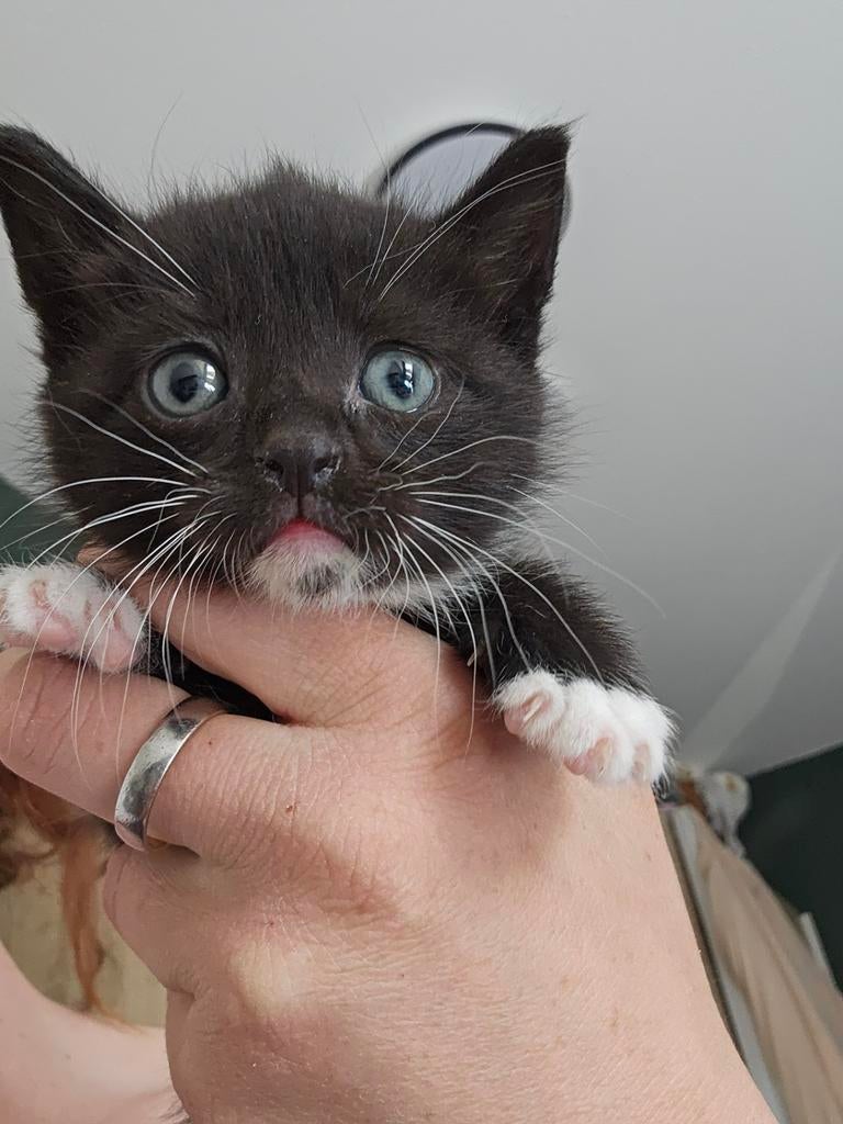 Kittens zoeken een forever home ! Alles gereserveerd, Dieren en Toebehoren, Katten en Kittens | Overige Katten, Meerdere dieren