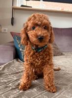 Toy poedel pup met fci stamboom, Poedel, 15 weken tot 1 jaar, Reu, Eén hond