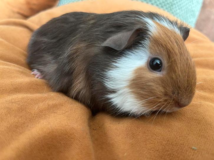Prachtig jong cavia beertje, Dieren en Toebehoren, Knaagdieren, Mannelijk, Cavia, Februari, Tam
