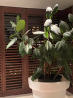 Ficus Elastica (rubberplant) 120 cm, Huis en Inrichting, 100 tot 150 cm, Ficus, Halfschaduw, Ophalen