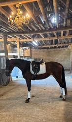 Gezonde, talentvolle merrie van King van het Haarbosch, Dieren en Toebehoren, Merrie, Gechipt, Dressuurpaard, Zadelmak