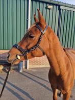 3,5 jarige ruin te koop, Minder dan 160 cm, Ruin, Dressuurpaard, 3 tot 6 jaar