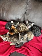 Kittens, Bengaal x Europese Korthaar, Dieren en Toebehoren, Katten en Kittens | Raskatten | Korthaar, Meerdere dieren, Met stamboom