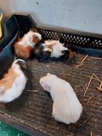 Cavia zeugjes te koop, Dieren en Toebehoren, Knaagdieren, Augustus, Vrouwelijk, Cavia