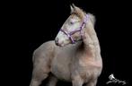 Nieuw! Leren glitter halsters maat shet, Ophalen of Verzenden, Nieuw, Overige soorten