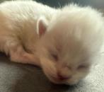 ragdoll lilac  (fok) kittens met stamboom! Cinnamon dragers, Dieren en Toebehoren, Katten en Kittens | Raskatten | Langhaar, Meerdere dieren