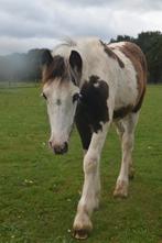 Lief smokey black tinker merrie veulen te koop, Dieren en Toebehoren, Pony's, Merrie, D pony (1.37m tot 1.48m), Gechipt, 0 tot 2 jaar