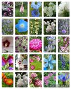 500 soorten bloemen en tomatenzaden gif vrij gekweekt, Tuin en Terras, Verzenden, Voorjaar, Volle zon, Zaad