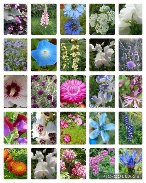 500 soorten bloemen en tomatenzaden gif vrij gekweekt, Tuin en Terras, Bloembollen en Zaden, Zaad, Voorjaar, Volle zon, Verzenden