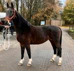 Tuigpaard - menpaard, Dieren en Toebehoren, Merrie, Zadelmak, Gechipt, 7 tot 10 jaar