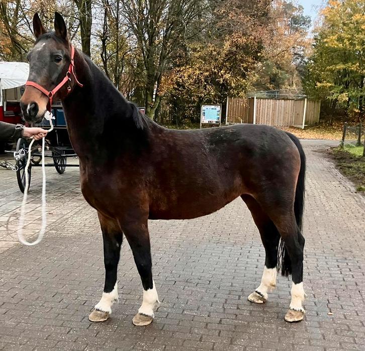 Tuigpaard - menpaard, Dieren en Toebehoren, Paarden, Merrie, Zadelmak, 7 tot 10 jaar, Tuigpaard, Met stamboom, Gechipt