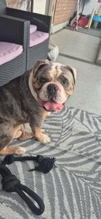 Old english bulldog, Dieren en Toebehoren, Honden | Bulldogs, Pinschers en Molossers, Reu, Bulldog, Eén hond, 3 tot 5 jaar