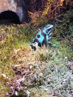 Dendrobates auratus "el cope", Dieren en Toebehoren, Reptielen en Amfibieën, 0 tot 2 jaar, Hagedis