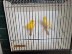 Kanaries 6 koppels, Dieren en Toebehoren, Vogels | Kanaries, Meerdere dieren, Kleurkanarie