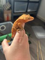 Correlophus ciliatus - Wimpergekko, Dieren en Toebehoren