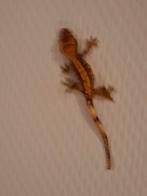 Wimpergekko’s – jonge gekko’s 3–4 maanden, Hagedis, 0 tot 2 jaar