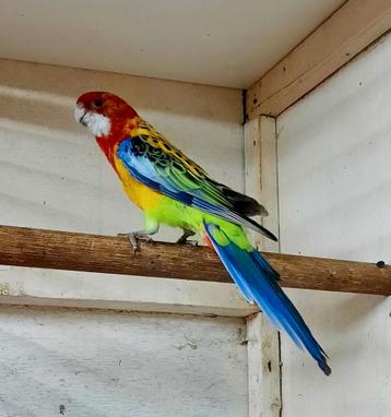 Goudmantel rosella beschikbaar voor biedingen