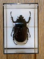 Neushoornkever (opgezet) Eupatorius birmanicus  N-Thailand, Verzamelen, Dierenverzamelingen, Ophalen of Verzenden, Zo goed als nieuw