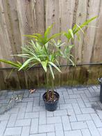 Jonge Trachycarpus Fortunei palmboom, Ophalen, Overige soorten, Volle zon