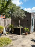 Alles mag weg, Tuin en Terras, Planten | Bomen, Ophalen of Verzenden, Volle zon, Overige soorten