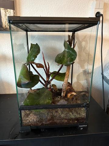Terrarium met koppel wimpergekko’s beschikbaar voor biedingen