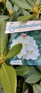 Rhododendron s in diverse kleuren, Tuin en Terras, Ophalen of Verzenden, Overige soorten, Volle zon