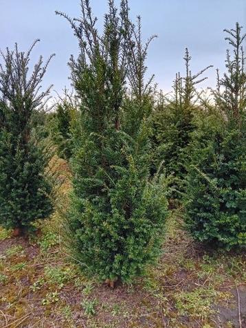 Taxus baccata haagplanten