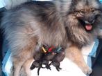 Wolfgrijze keeshond puppies, 8 tot 15 weken, Meerdere, Meerdere dieren, Nederland